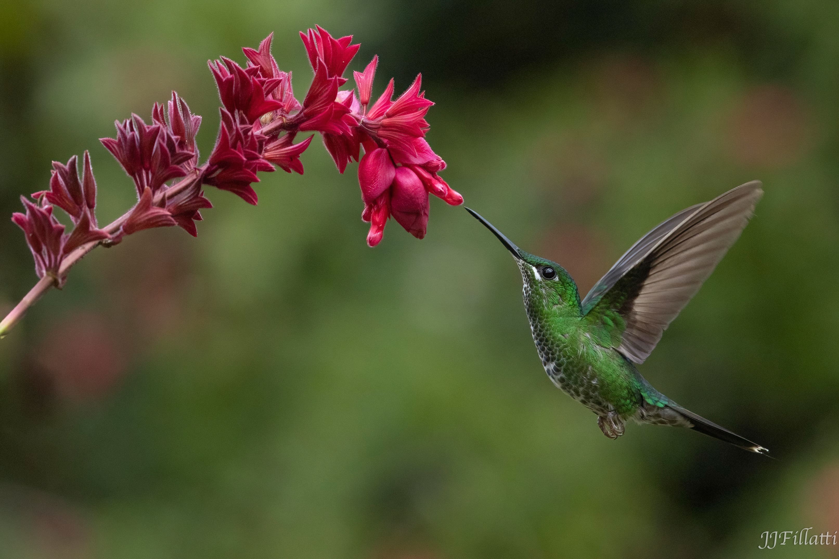 bird of Costa Rica image 29